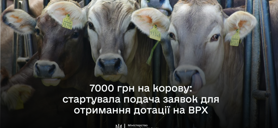 7000 грн на корову верт 920x425