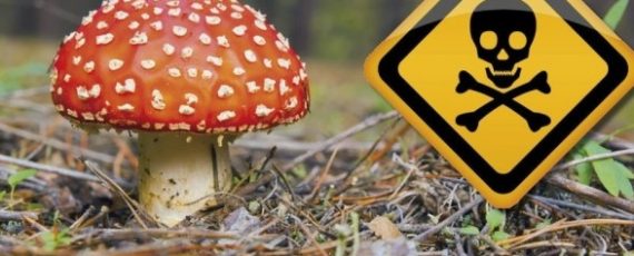 картинка Гриби