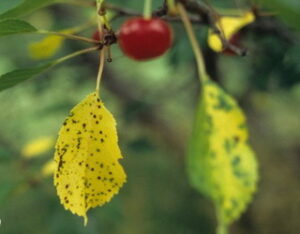 1517918121 Kokkomikoz Vishni новый размер