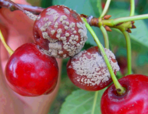 Vrediteli Chereshni4