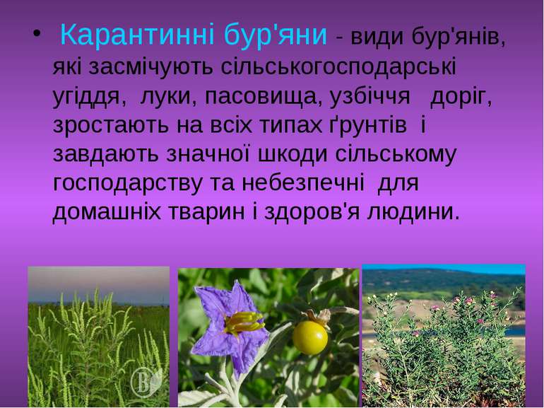 Карантинні буряни (1)