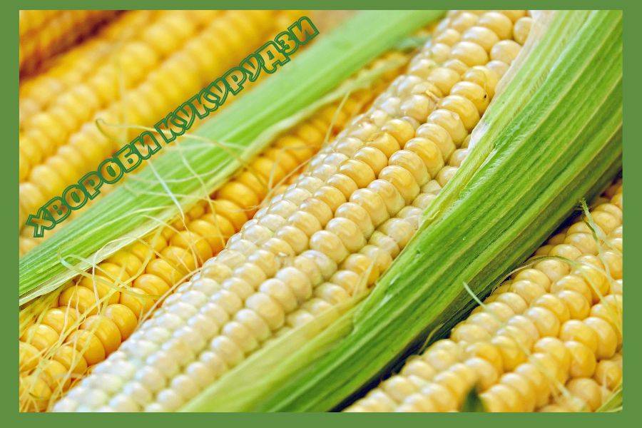 F01972808de30afd6149c13c22628d9c Xl