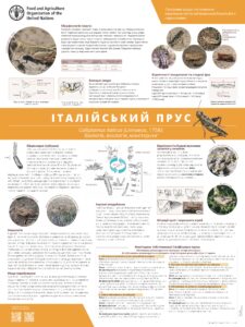 Італійський прус (1)